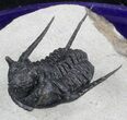 Well Prepared, Spiny Cyphaspis Trilobite - Morocco #36841-4